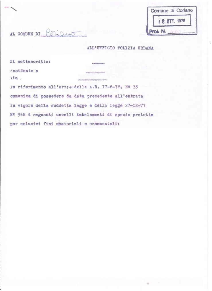 Peppola 动物标本剥制全身支架 - Fringilla montifringilla (with proof of origin) - 10 cm - 15 cm - 18 cm #4.3