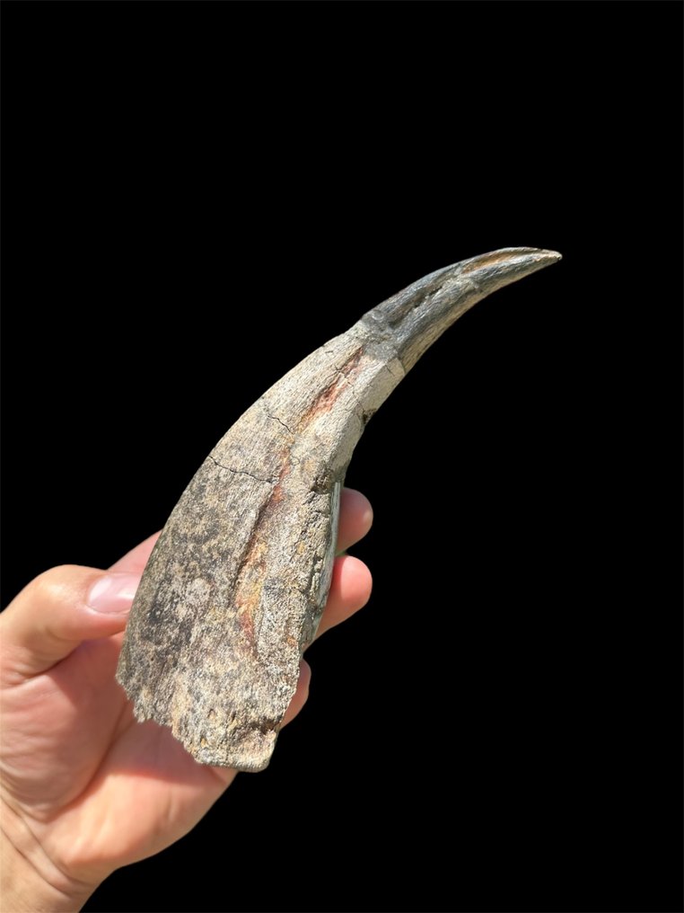 Enorm dinosaurklør - Fossil negl - Suchomimus Tenerensis - 19 cm - 6 cm #1.0