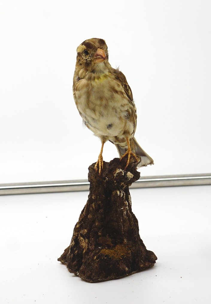 Passera lagia 动物标本剥制全身支架 - Petronia petronia (with proof of origin) - 9 cm - 10 cm - 19 cm #1.0