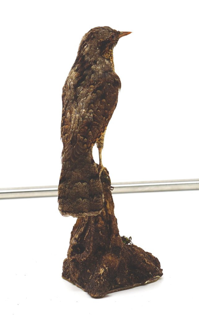 Tortícolis Preparación taxidérmica de cuerpo completo - Jynx torquilla (with proof of origin) - 9 cm - 9 cm - 21 cm #4.3