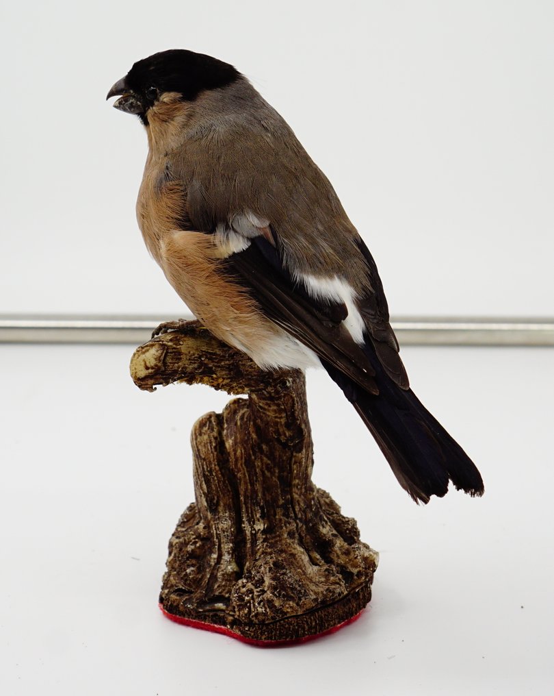 Ciuffolotto hembra Preparación taxidérmica de cuerpo completo - Pyrrhula pyrrhula (with proof of origin) - 10 cm - 13 cm - 16 cm #1.0