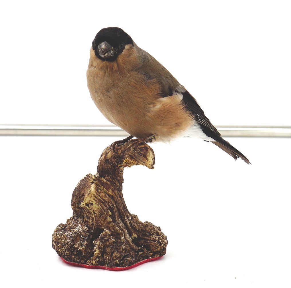 Ciuffolotto hembra Preparación taxidérmica de cuerpo completo - Pyrrhula pyrrhula (with proof of origin) - 10 cm - 13 cm - 16 cm #2.1