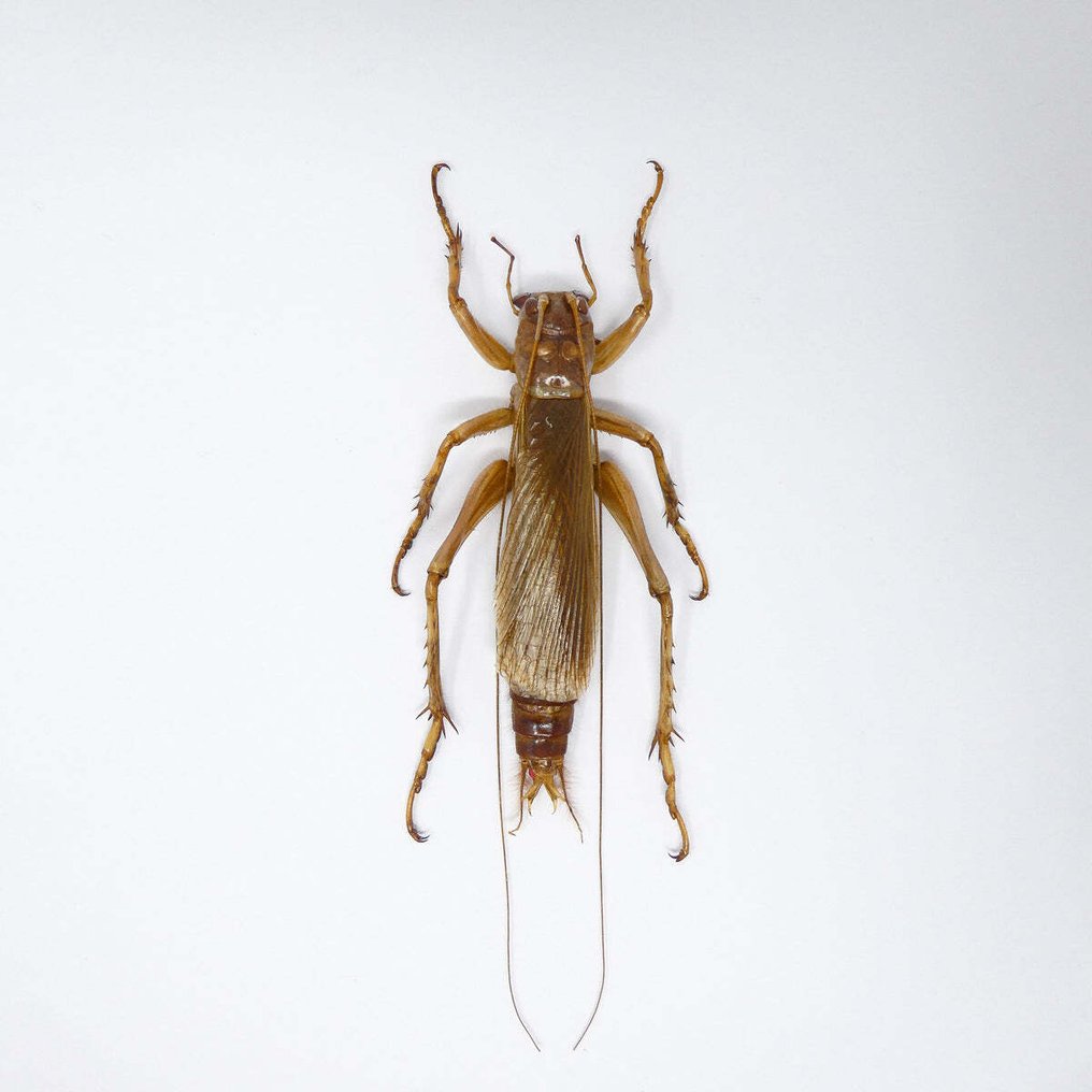 Ζευγάρι με διαχωρισμό φύλου αρπακτικών τζιτζικιών, δείγματα εντομολογίας A1. Βάση ταρίχευσης ολόκληρου σώματος - Sia ferox - 120 mm - 0 mm - 0 mm - Είδη που δεν ανήκουν στο CITES - 2 #2.1