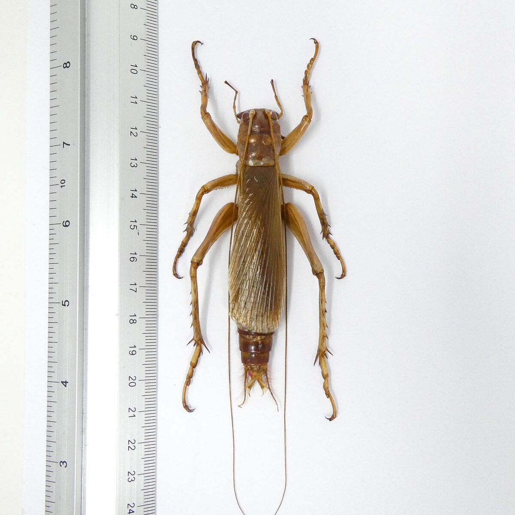 Ζευγάρι με διαχωρισμό φύλου αρπακτικών τζιτζικιών, δείγματα εντομολογίας A1. Βάση ταρίχευσης ολόκληρου σώματος - Sia ferox - 120 mm - 0 mm - 0 mm - Είδη που δεν ανήκουν στο CITES - 2 #1.0