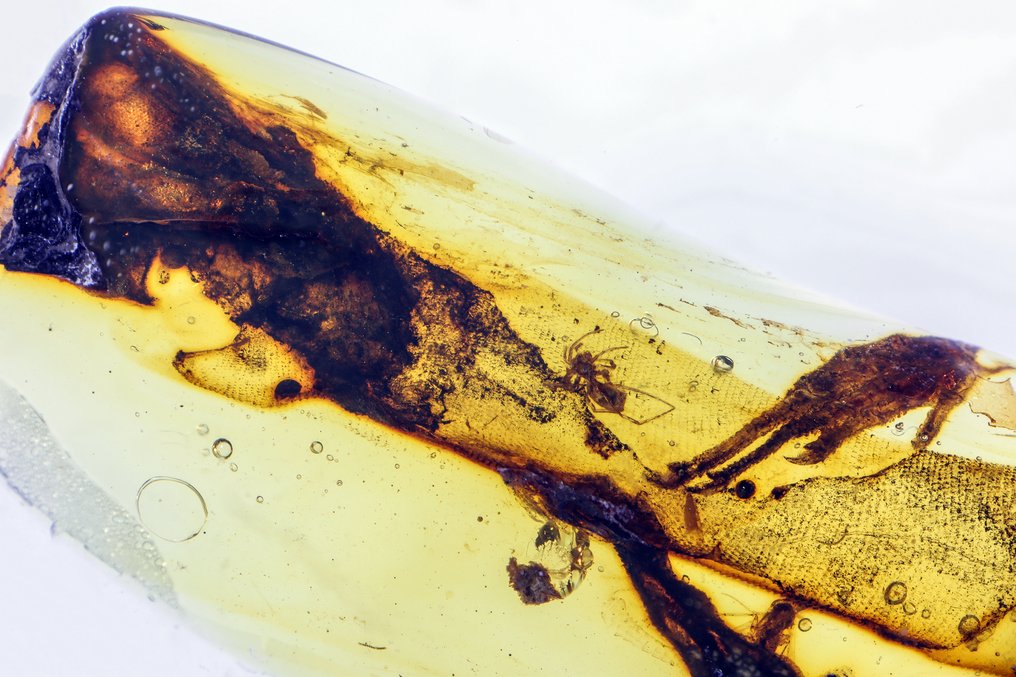 缅甸琥珀 - 蜥蜴身体及爪子/爪 - 27 毫米 - 琥珀 #1.0