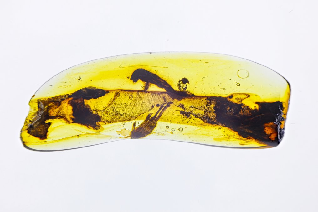 缅甸琥珀 - 蜥蜴身体及爪子/爪 - 27 毫米 - 琥珀 #3.2