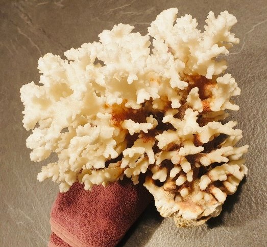 白珊瑚 珊瑚 - Corail Acropora #4.3