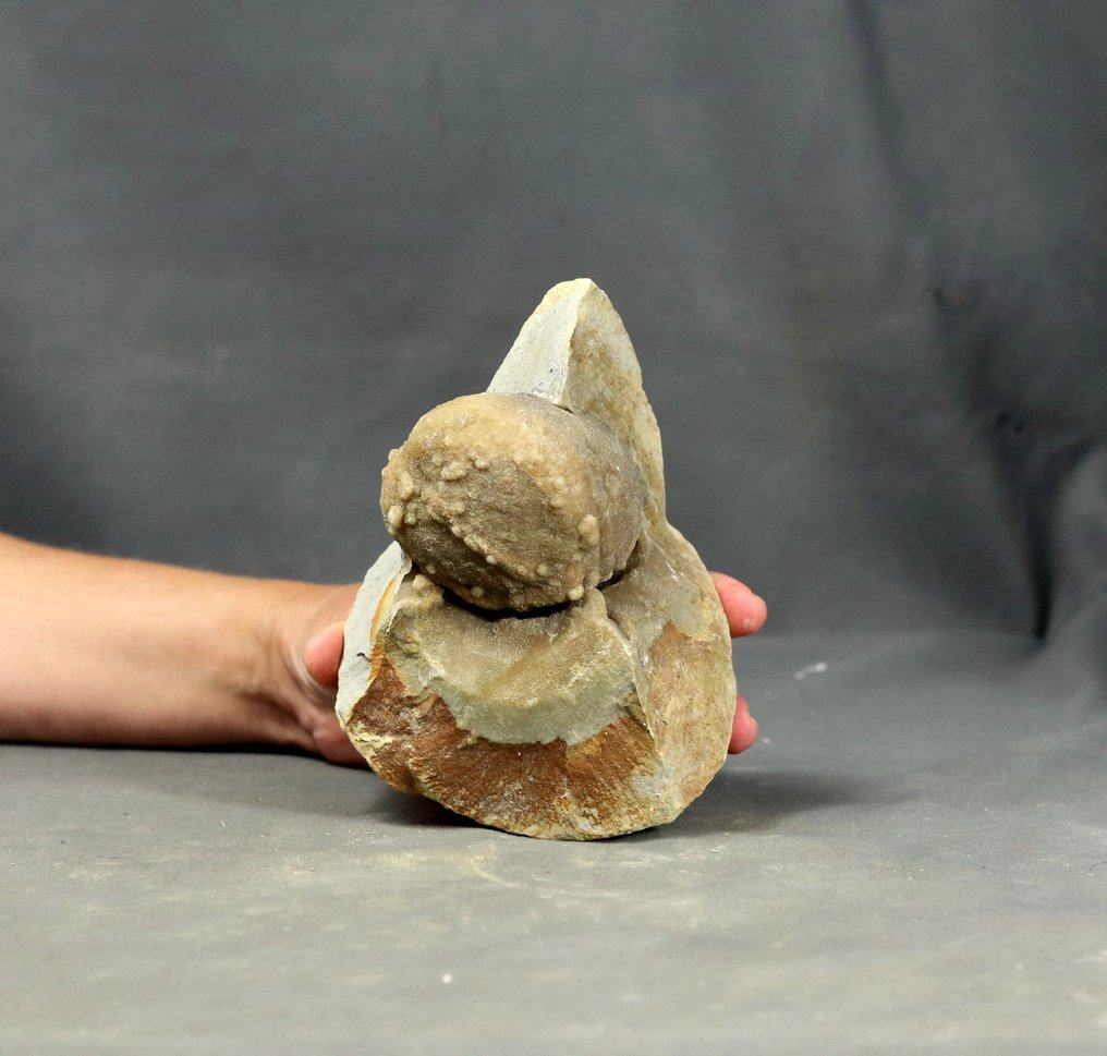 Nyfikenhet: När fossiler möter mineraler - Fossiliserat djur - Cardium sp #1.0