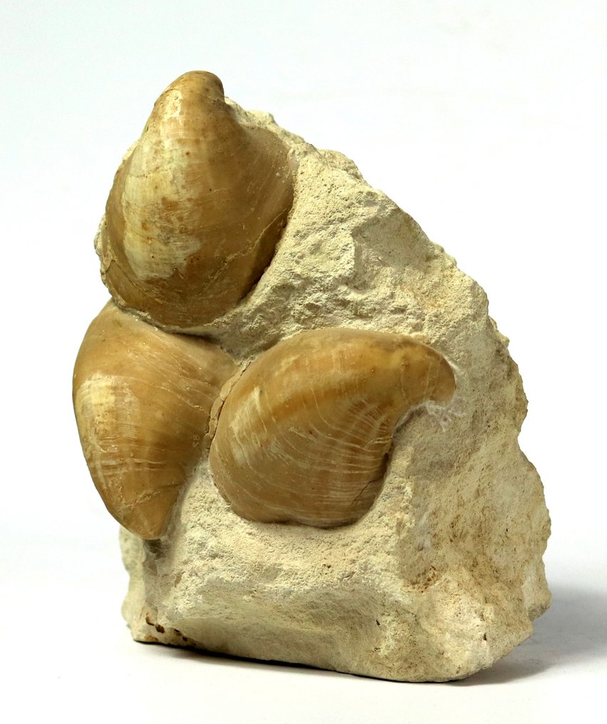 Extra nice multiple shell association - Self standing -All natural - Fossilised animal - Rhynchostreon suborbiculatum - 18 cm - 15 cm #4.3