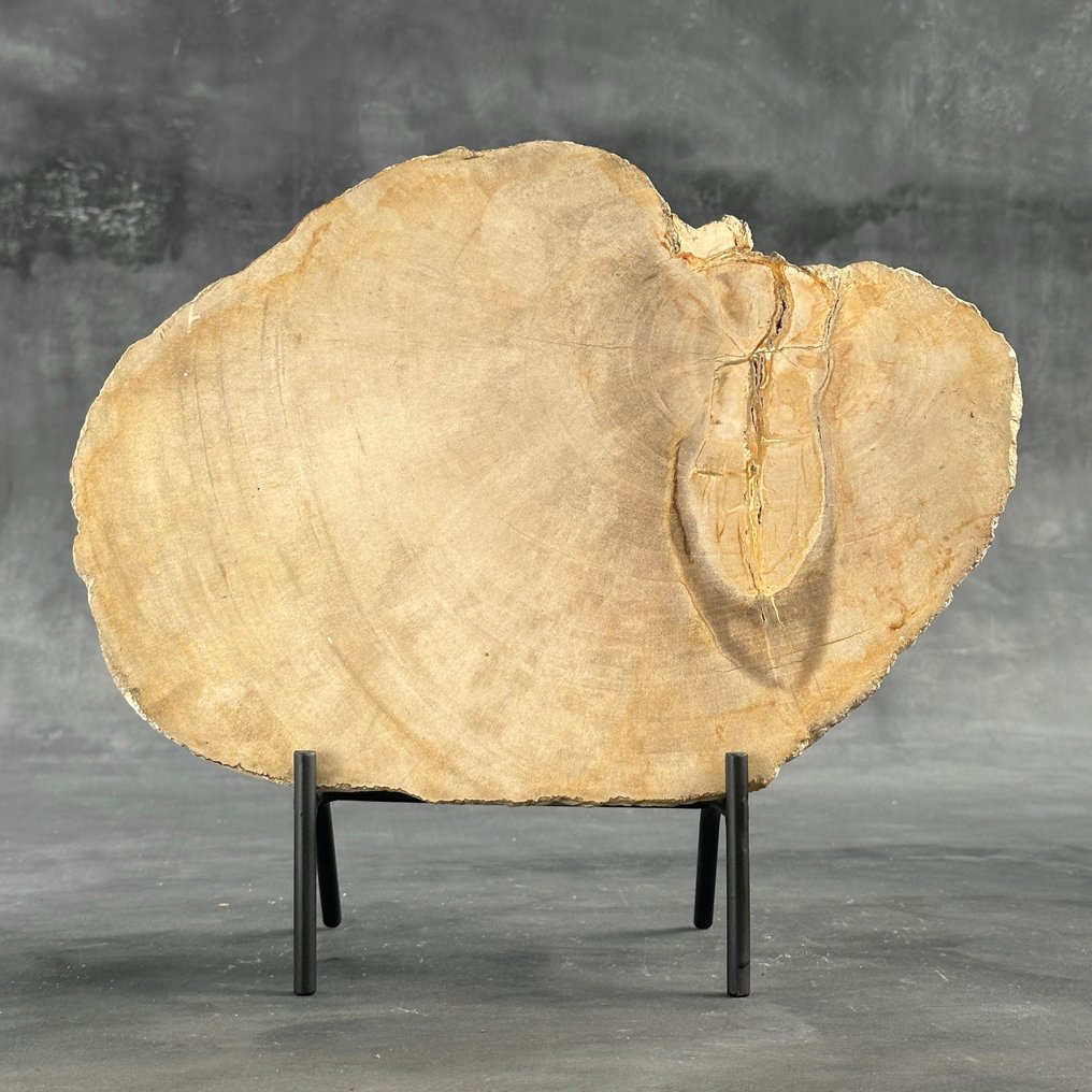 Stunning Slice of Petrified Wood on a custom stand - Fossilised wood - 29.5 cm - 33.5 cm  (No Reserve Price) #2.1