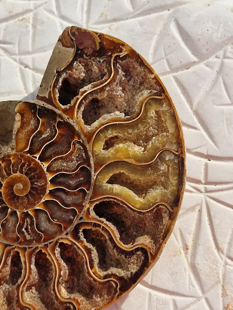 Amonite - Concha fossilizada - Aioloceras (Cleoniceras) sp. - 14 cm #3.2