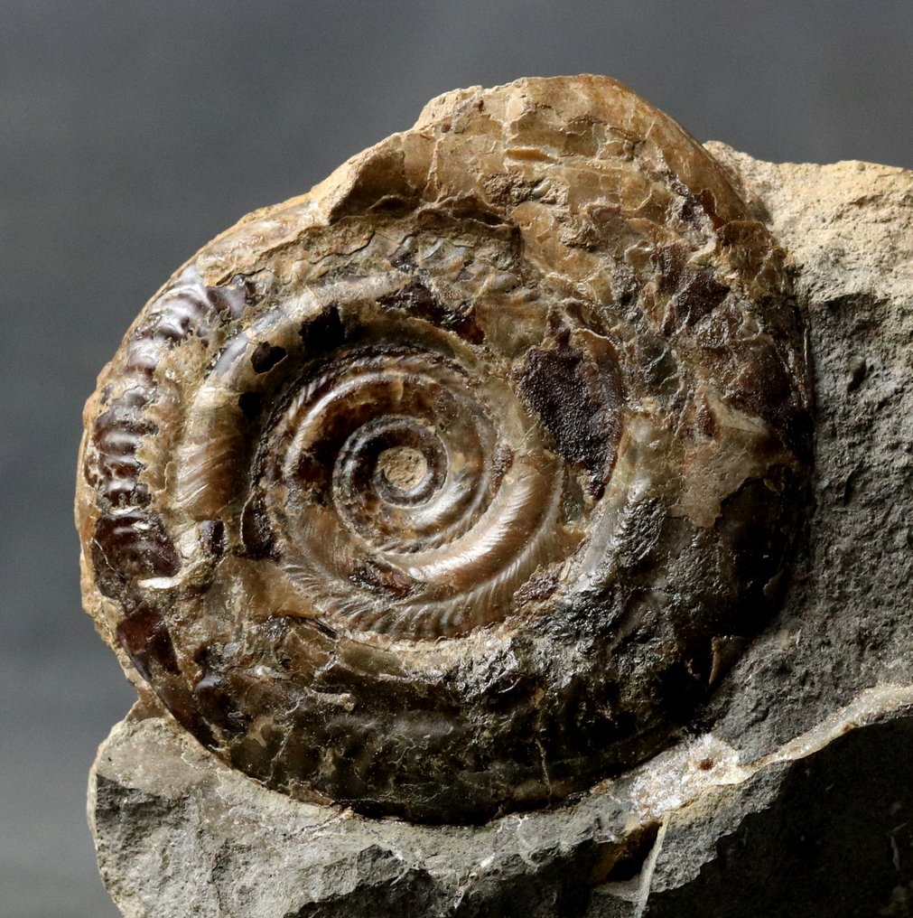 Ammonite excepcional, sobre matriz, auto-sustentável. - Animal fossilizado - Hildoceras bifrons #3.2