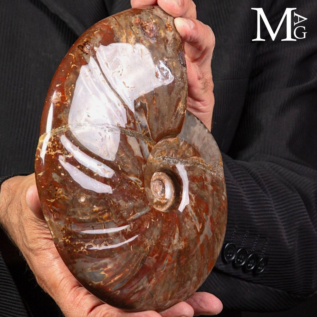 Especimen fósil realmente exclusivo - Cleoniceras rojo polaco - Concha fosilizada - Fossil Ammonite - Perfect State of Preservation - 200 mm - 160 mm #3.2