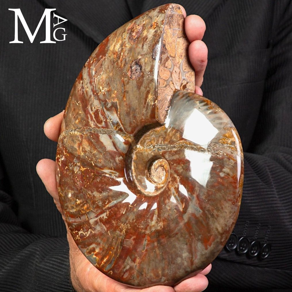 Especimen fósil realmente exclusivo - Cleoniceras rojo polaco - Concha fosilizada - Fossil Ammonite - Perfect State of Preservation - 200 mm - 160 mm #2.1