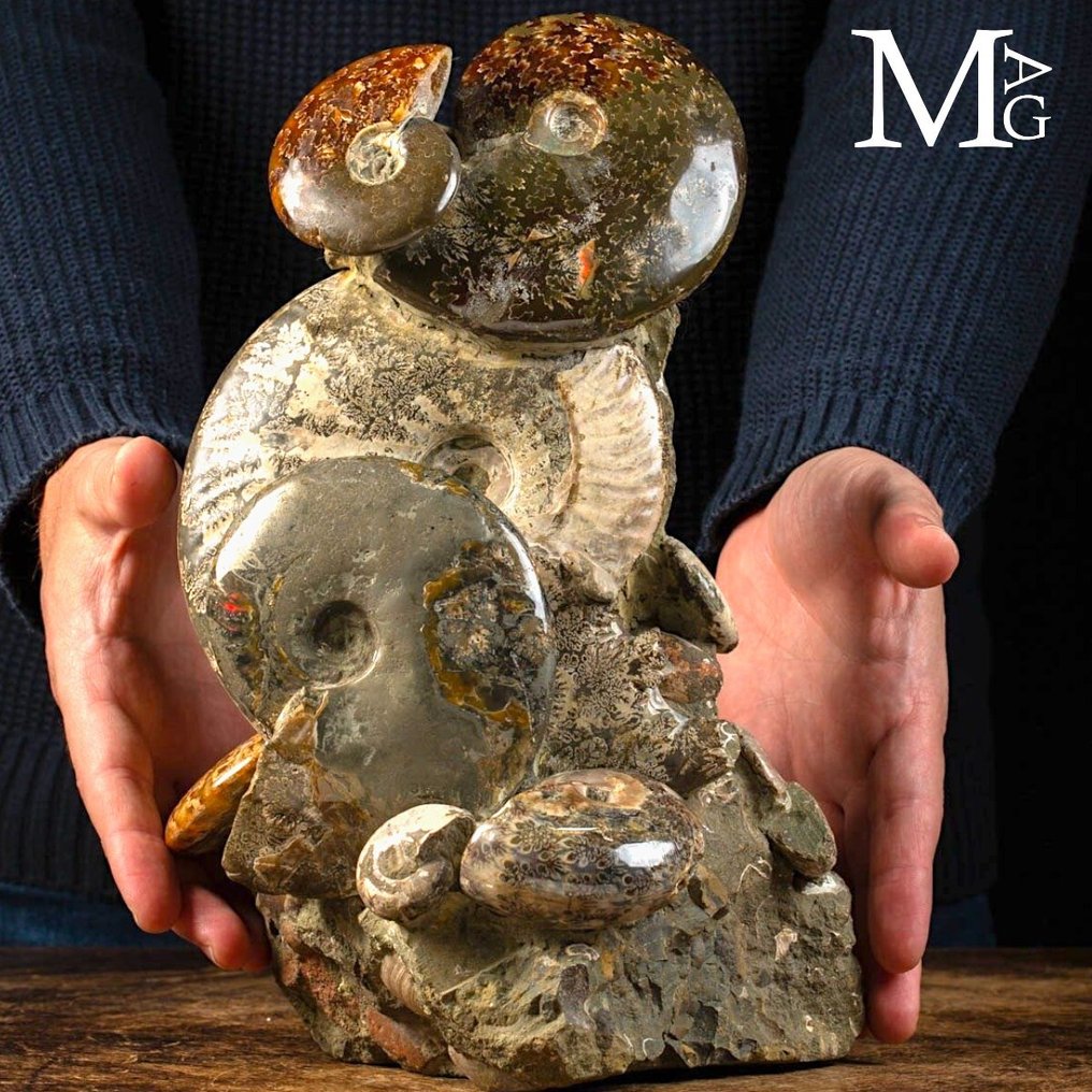 Uitzonderlijke Ammonite Groep op Oorspronkelijke Matrix - Fossiel fragment - Aioloceras (Cleoniceras) sp. - 290 mm - 195 mm #1.0