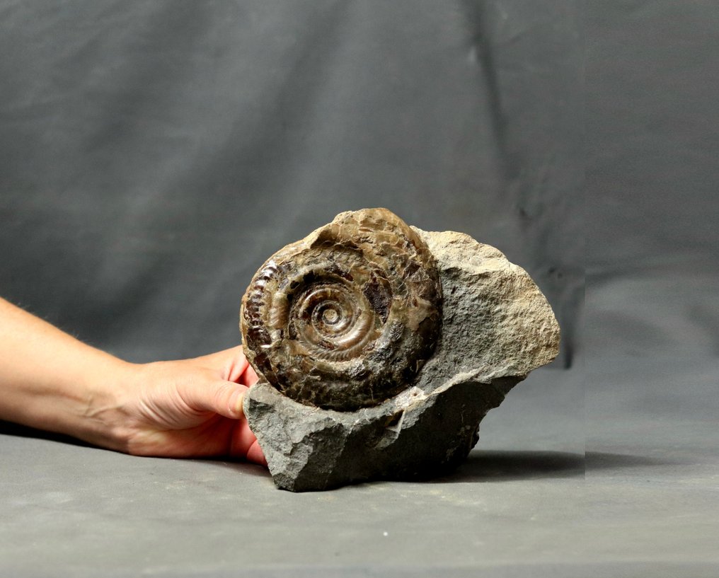 Ammonite excepcional, sobre matriz, auto-sustentável. - Animal fossilizado - Hildoceras bifrons #1.0