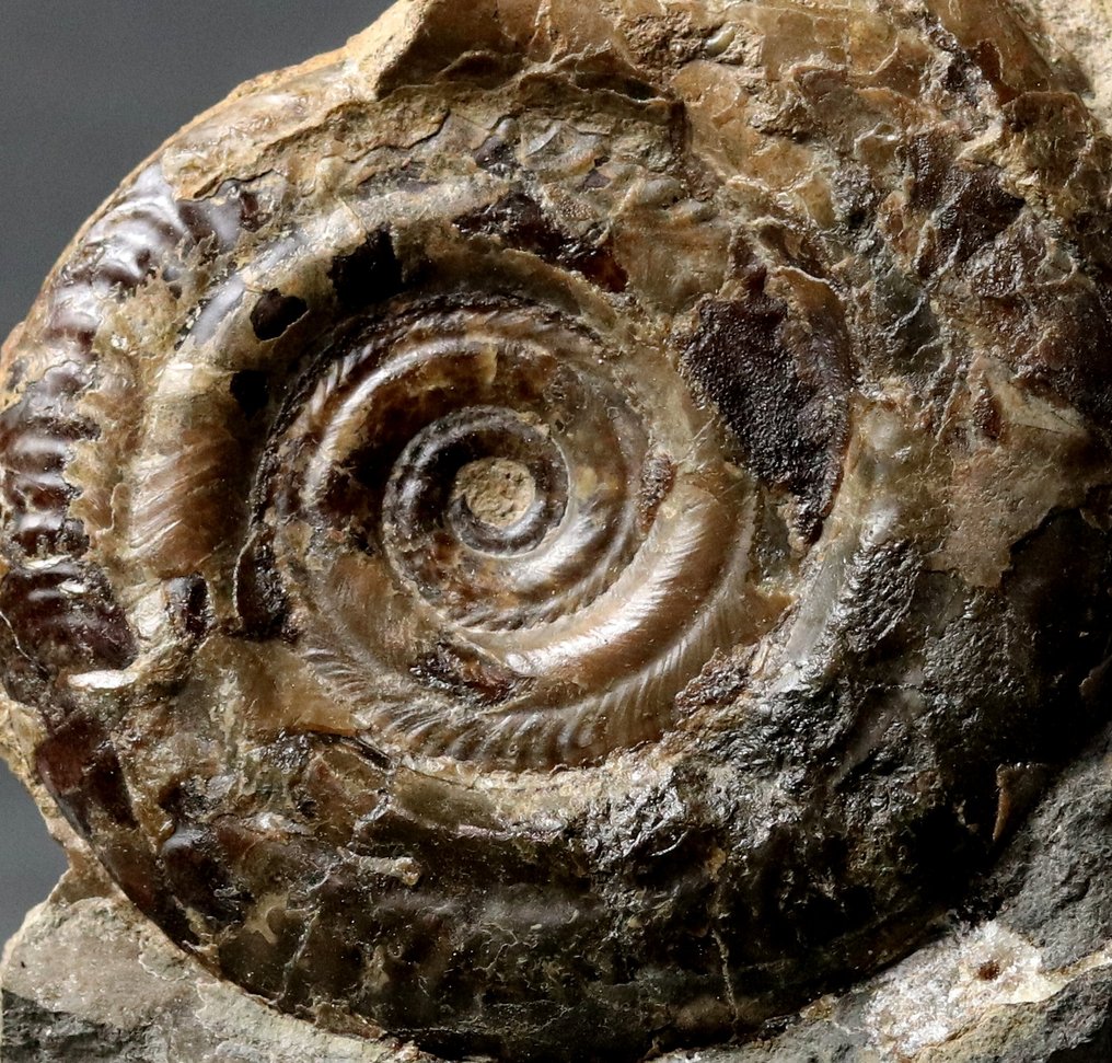 Ammonite excepcional, sobre matriz, auto-sustentável. - Animal fossilizado - Hildoceras bifrons #4.3