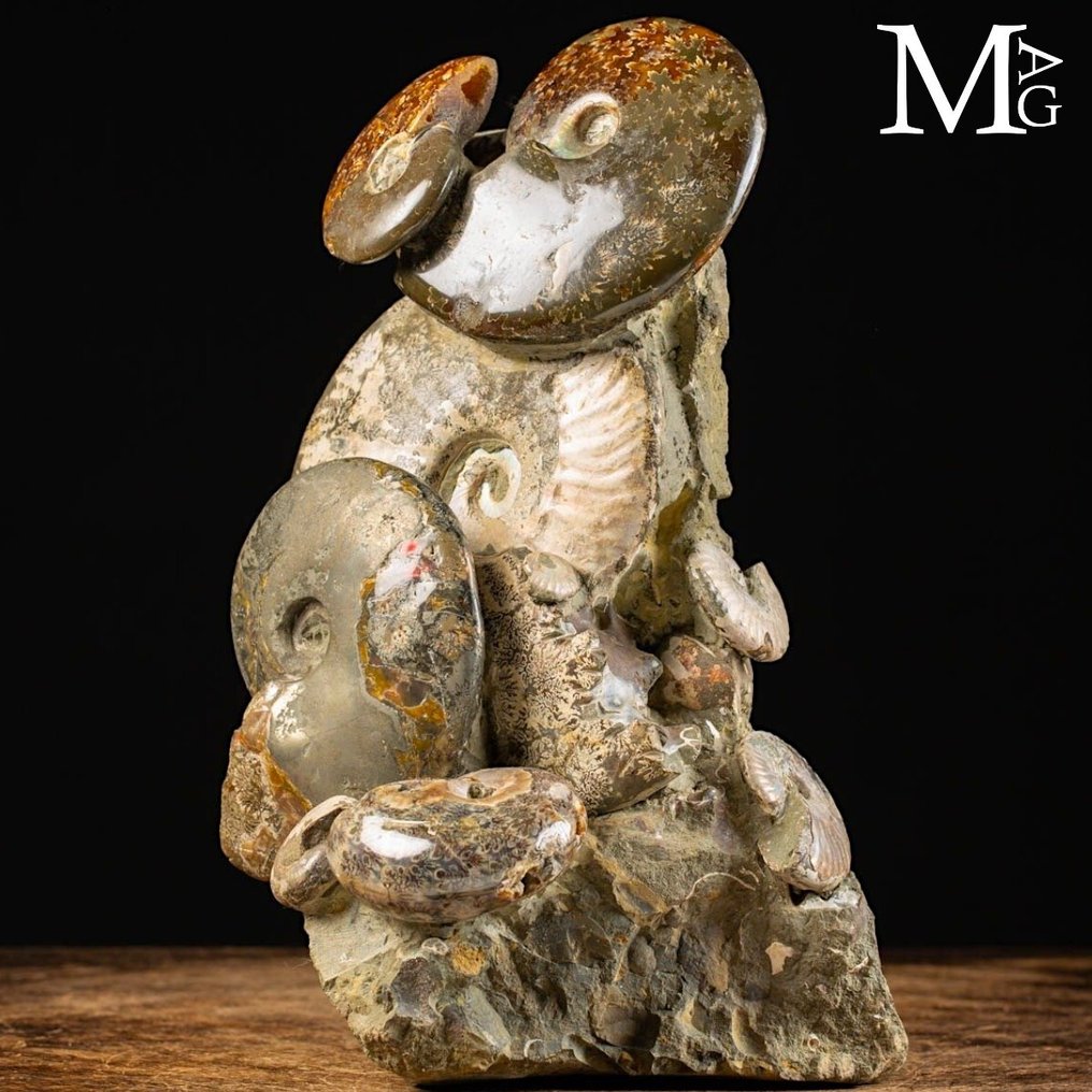 Uitzonderlijke Ammonite Groep op Oorspronkelijke Matrix - Fossiel fragment - Aioloceras (Cleoniceras) sp. - 290 mm - 195 mm #2.1