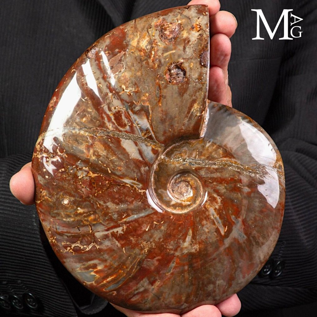 Especimen fósil realmente exclusivo - Cleoniceras rojo polaco - Concha fosilizada - Fossil Ammonite - Perfect State of Preservation - 200 mm - 160 mm #4.3