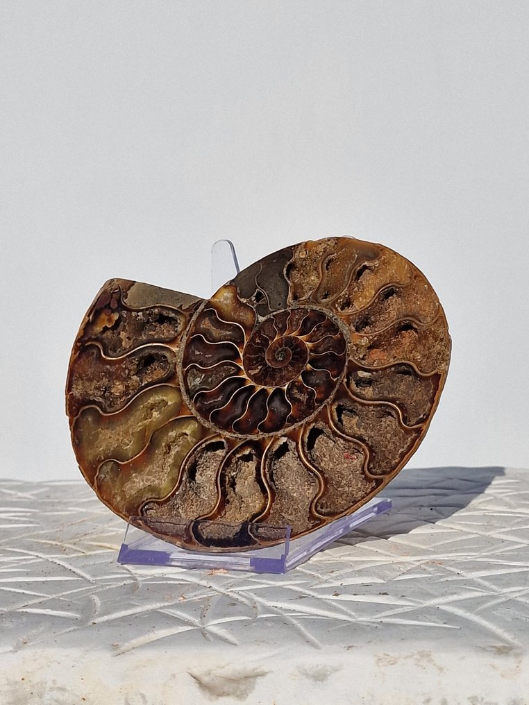 Amonite - Concha fossilizada - Aioloceras (Cleoniceras) sp. - 14 cm #2.1