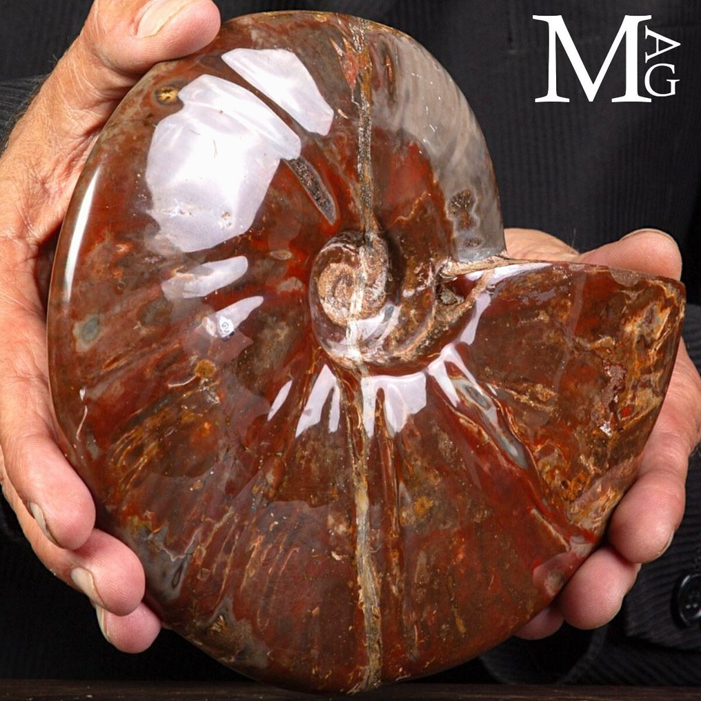 Especimen fósil realmente exclusivo - Cleoniceras rojo polaco - Concha fosilizada - Fossil Ammonite - Perfect State of Preservation - 200 mm - 160 mm #1.0