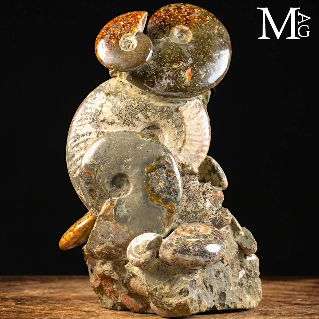 Uitzonderlijke Ammonite Groep op Oorspronkelijke Matrix - Fossiel fragment - Aioloceras (Cleoniceras) sp. - 290 mm - 195 mm #4.3