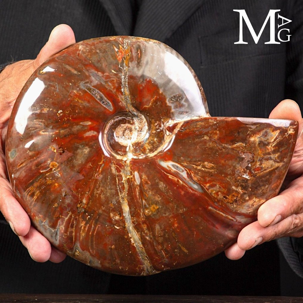 Especimen fósil realmente exclusivo - Cleoniceras rojo polaco - Concha fosilizada - Fossil Ammonite - Perfect State of Preservation - 200 mm - 160 mm #1.0