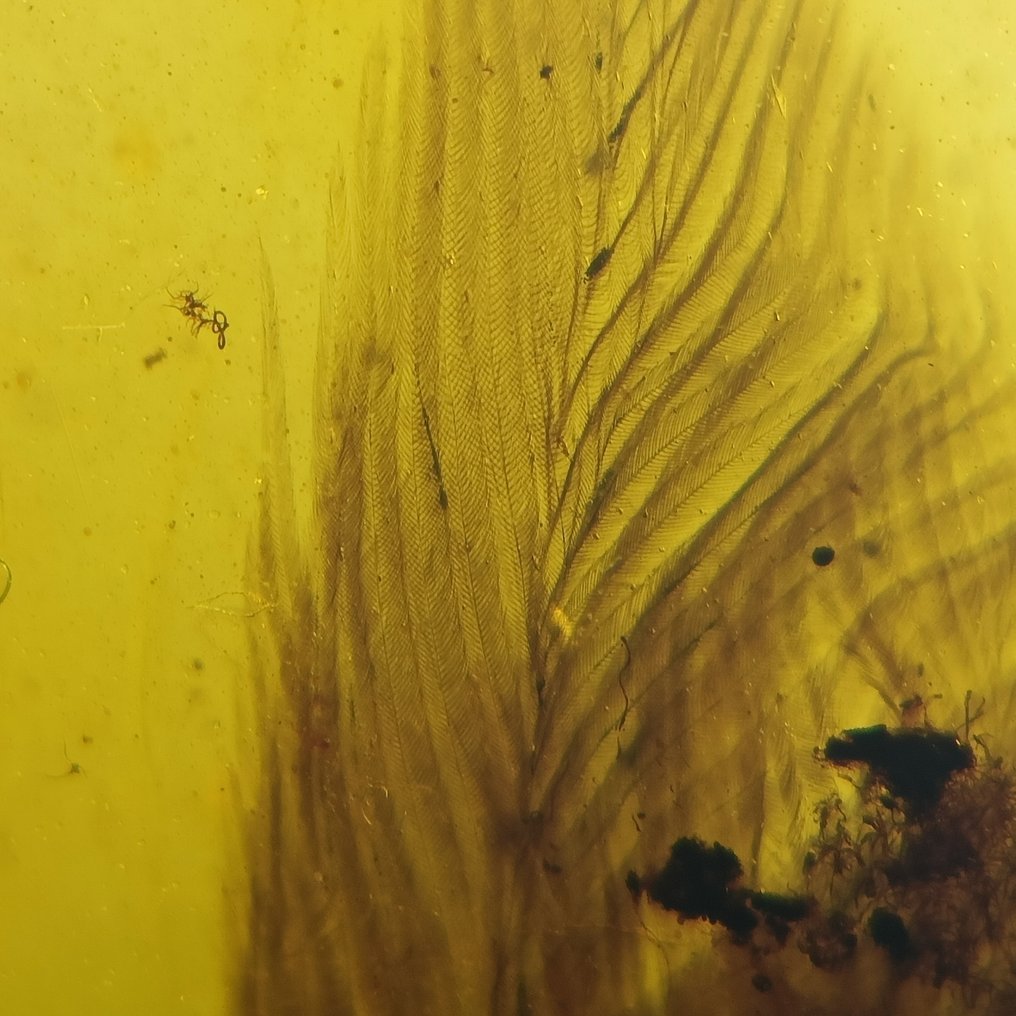 Fosilă - Chihlimbar - Feather from Paleo-avian - 36 mm - 18 mm #4.3