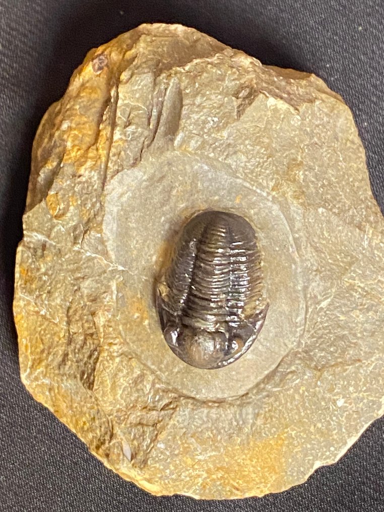 Fossil - Fossil skeleton - Gerastos - 1.9 cm #4.3