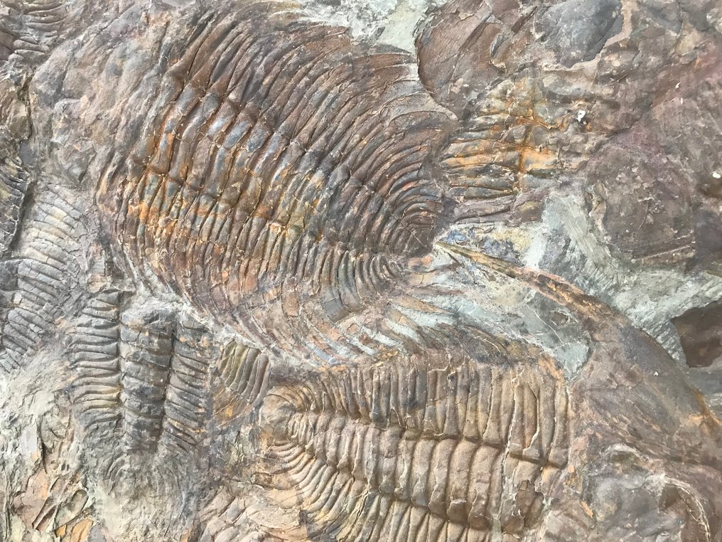 Trilobit - Fossile Sterblichkeitsplatte - Acadoparadoxides - 110 cm - 76 cm #4.3