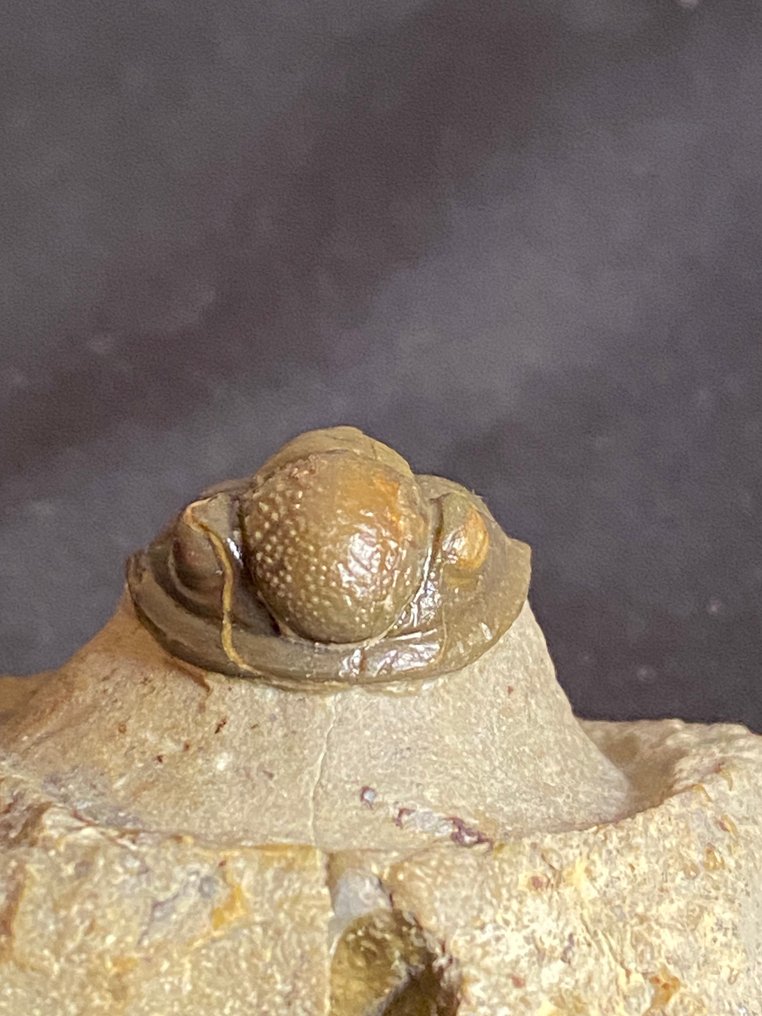 Fossil - Fossil skeleton - Gerastos - 1.9 cm #1.0