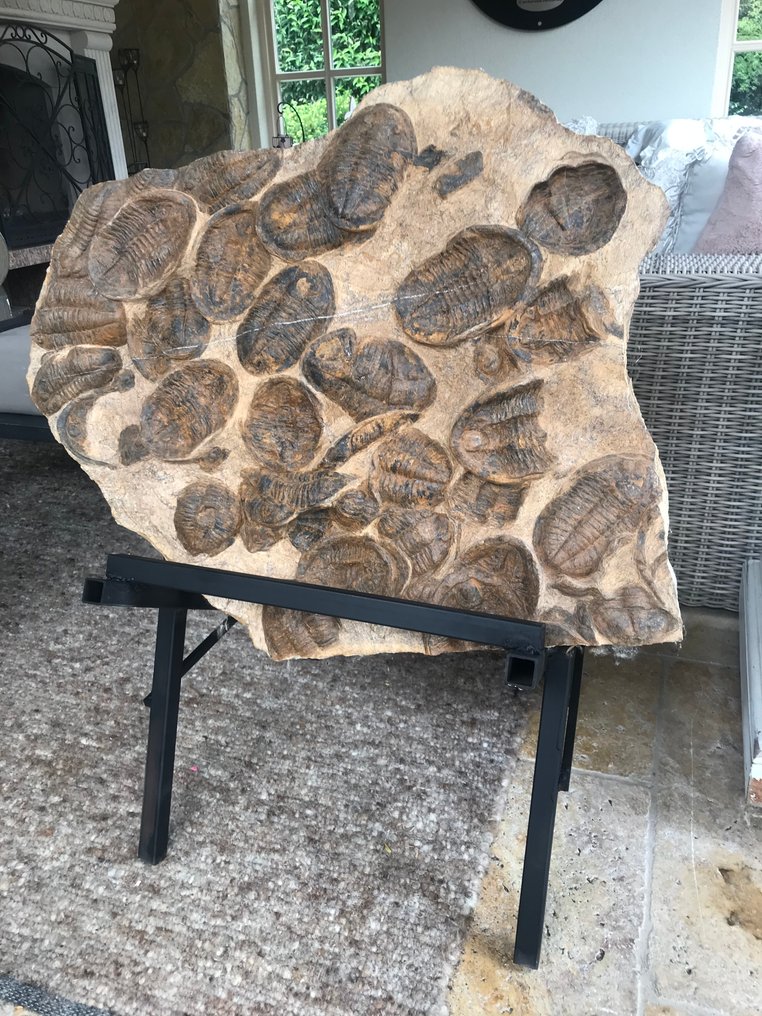 Fossil - Fossil matrix - Asaphus - 80 cm - 70 cm #3.2