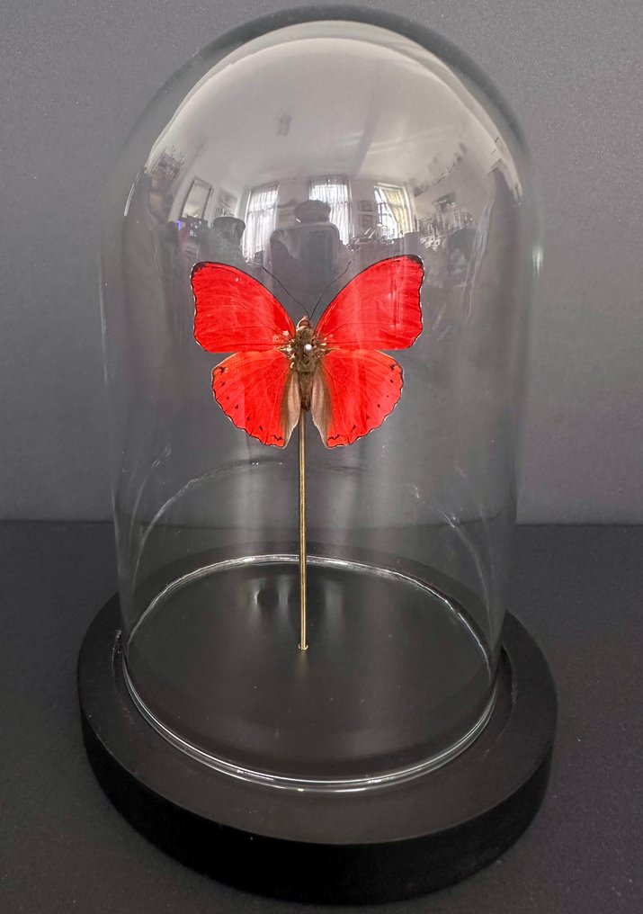 Πεταλούδα Βάση ταρίχευσης ολόκληρου σώματος - Cymothoe Sangaris - 18 cm - 11 cm - 11 cm - Είδη που δεν ανήκουν στο CITES - 1 #4.3