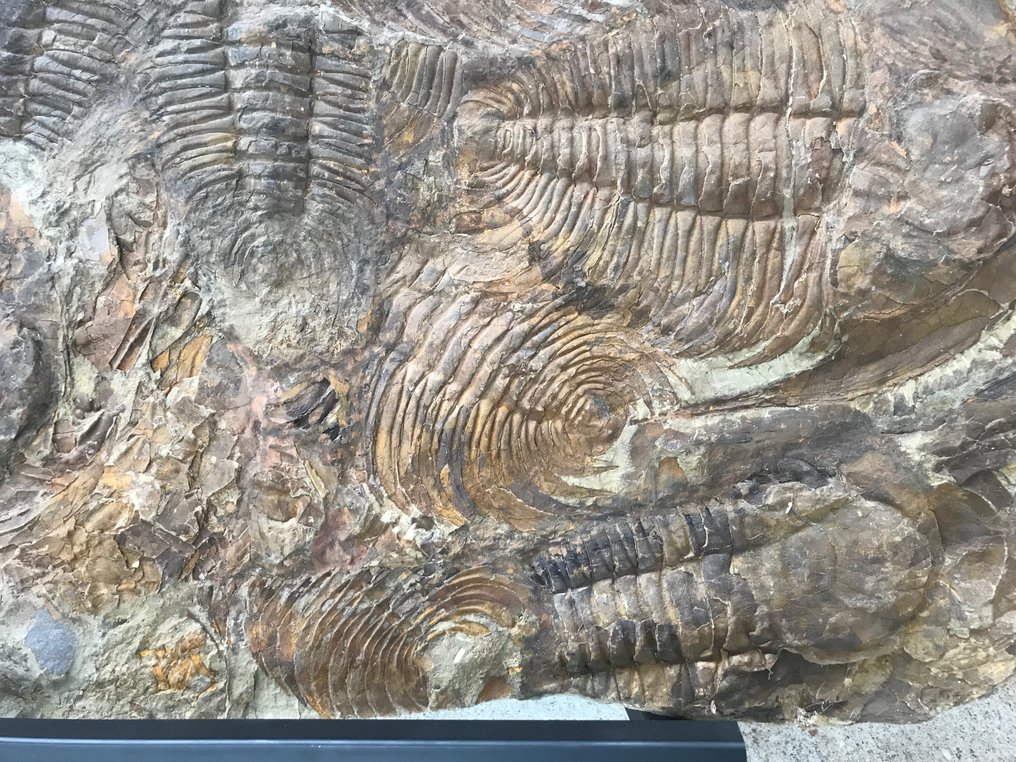 Trilobit - Fossile Sterblichkeitsplatte - Acadoparadoxides - 110 cm - 76 cm #3.2