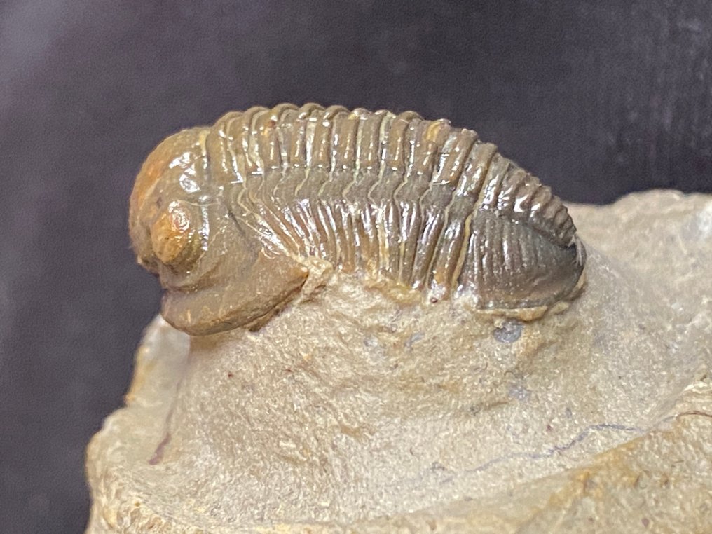 Fossil - Fossil skeleton - Gerastos - 1.9 cm #1.0
