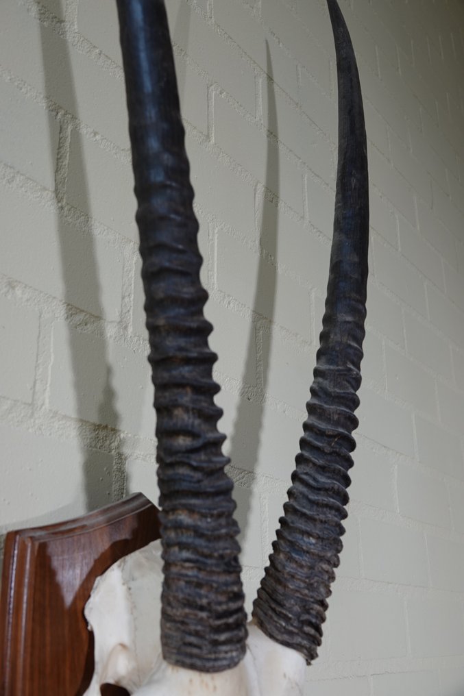 Springbock Schädel - oryx - 20 cm - 110 cm - 40 cm- non-CITES species #4.3