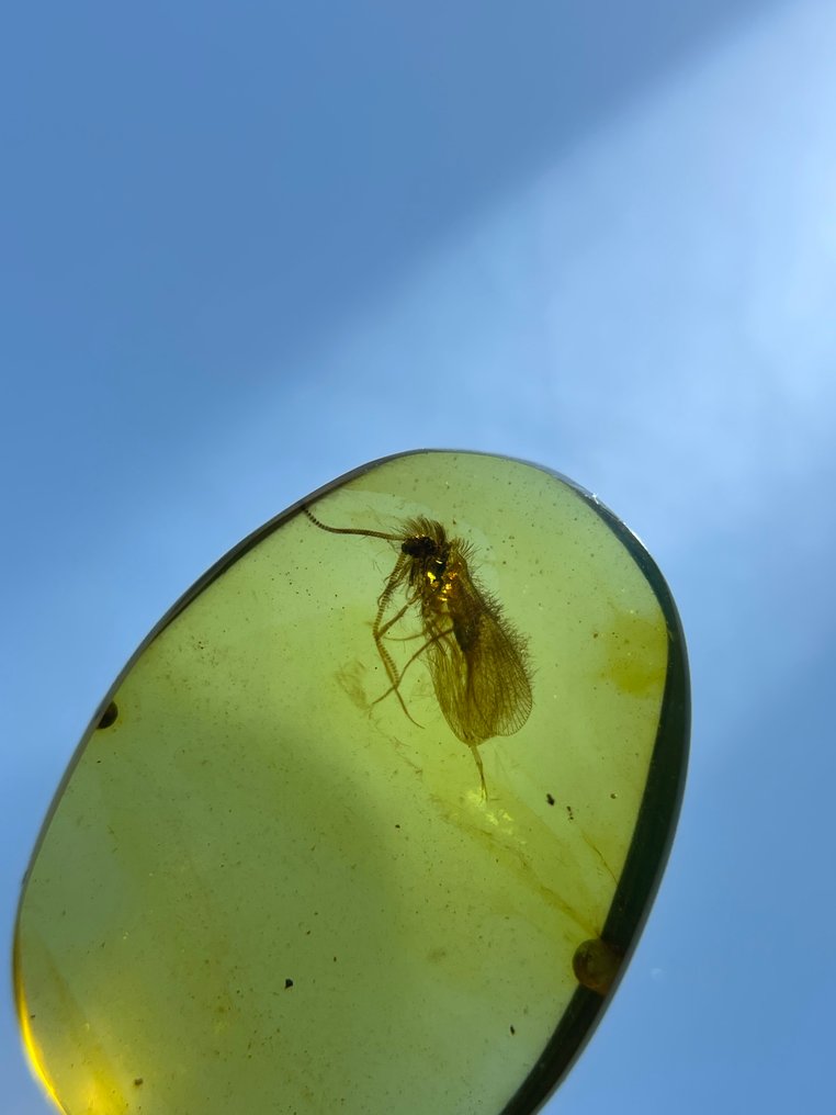 Rav - Rav - Trichoptera, Burmese Amber, Insect Amber,006  (Ingen mindstepris) #1.0