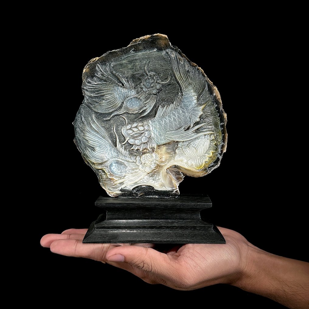 精细雕刻的母贝壳 - 精美的日本KOI鱼雕刻 貝殼 - Pinctada Maxima (沒有保留價) #1.0