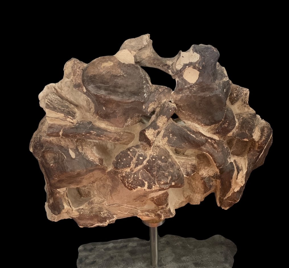 Fossiles Skelett - plesiosaur - 48 cm - 43 cm #1.0