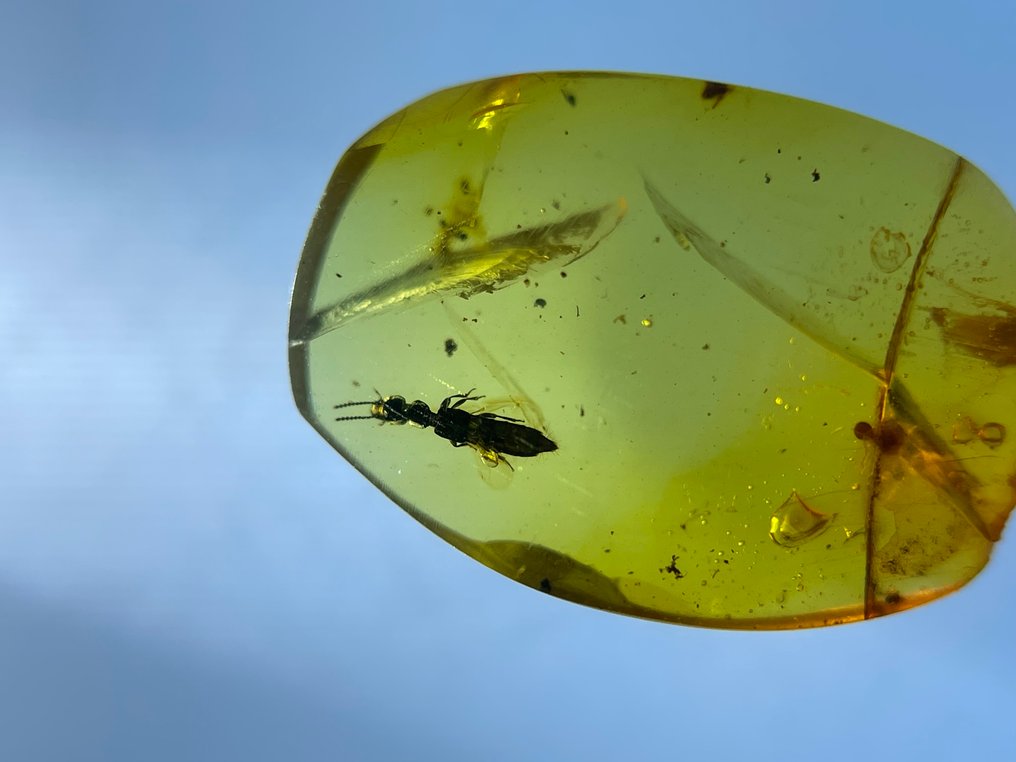 Rav - Rav - Staphylinidae, Burmese Amber, Insect Amber,007  (Ingen mindstepris) #4.3