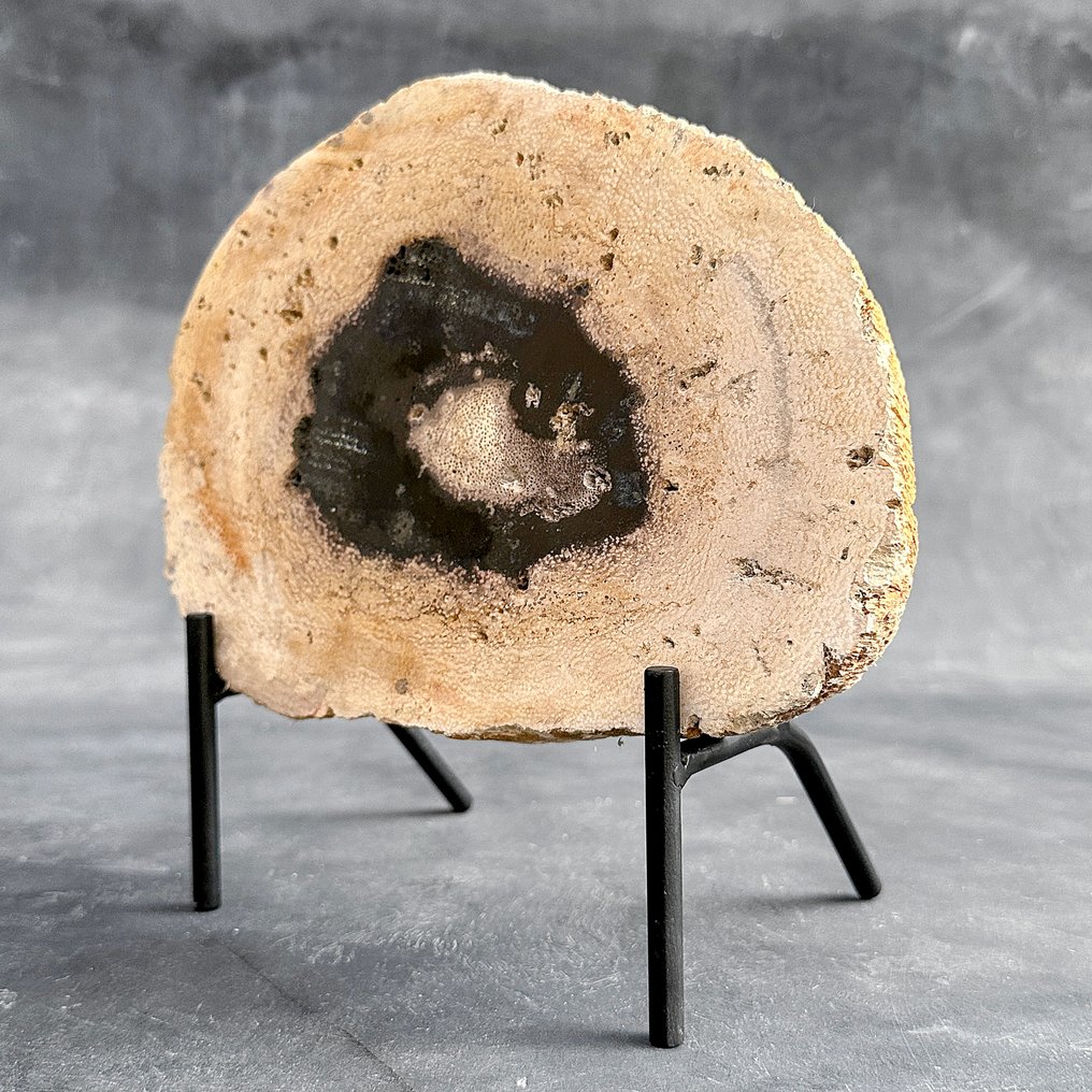 Υπέροχη φέτα απολιθωμένου ριζού φοίνικα σε ειδική βάση. - Απολιθωμένο ξύλο - Palma Fossile - 21.3 cm - 22.5 cm  (χωρίς τιμή ασφαλείας) #2.1