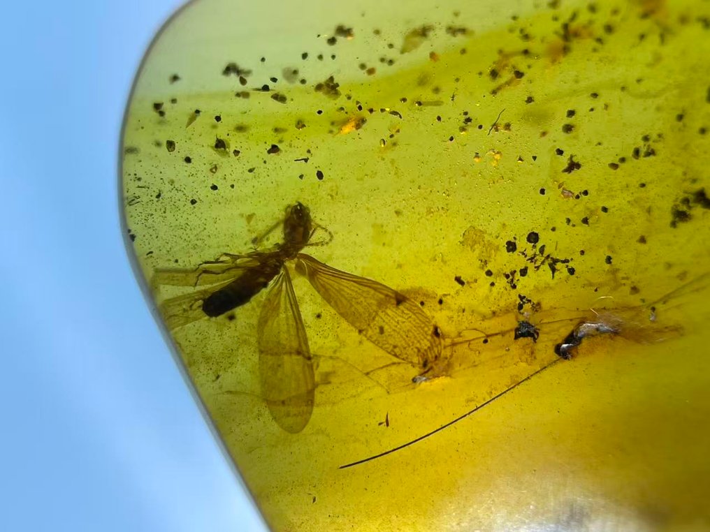 Amber - Barnsteen - Isoptera, Burmese Amber, Insect Amber,037 (Zonder Minimumprijs) #1.0