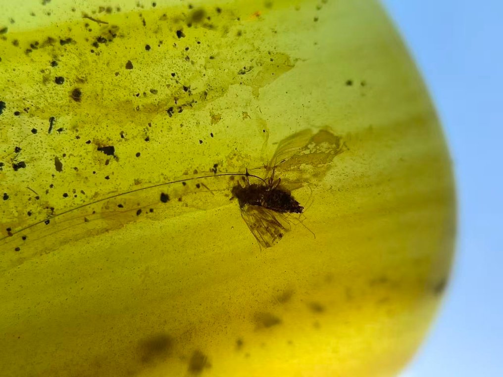 Amber - Barnsteen - Isoptera, Burmese Amber, Insect Amber,037 (Zonder Minimumprijs) #4.3