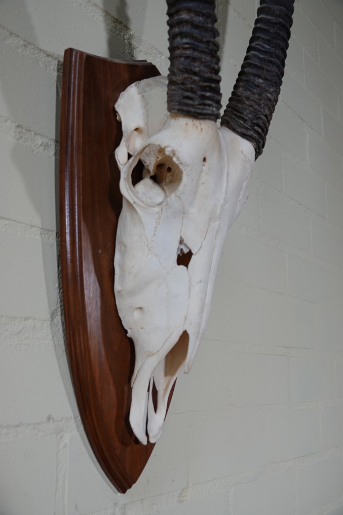 Springbock Schädel - oryx - 20 cm - 110 cm - 40 cm- non-CITES species #3.2