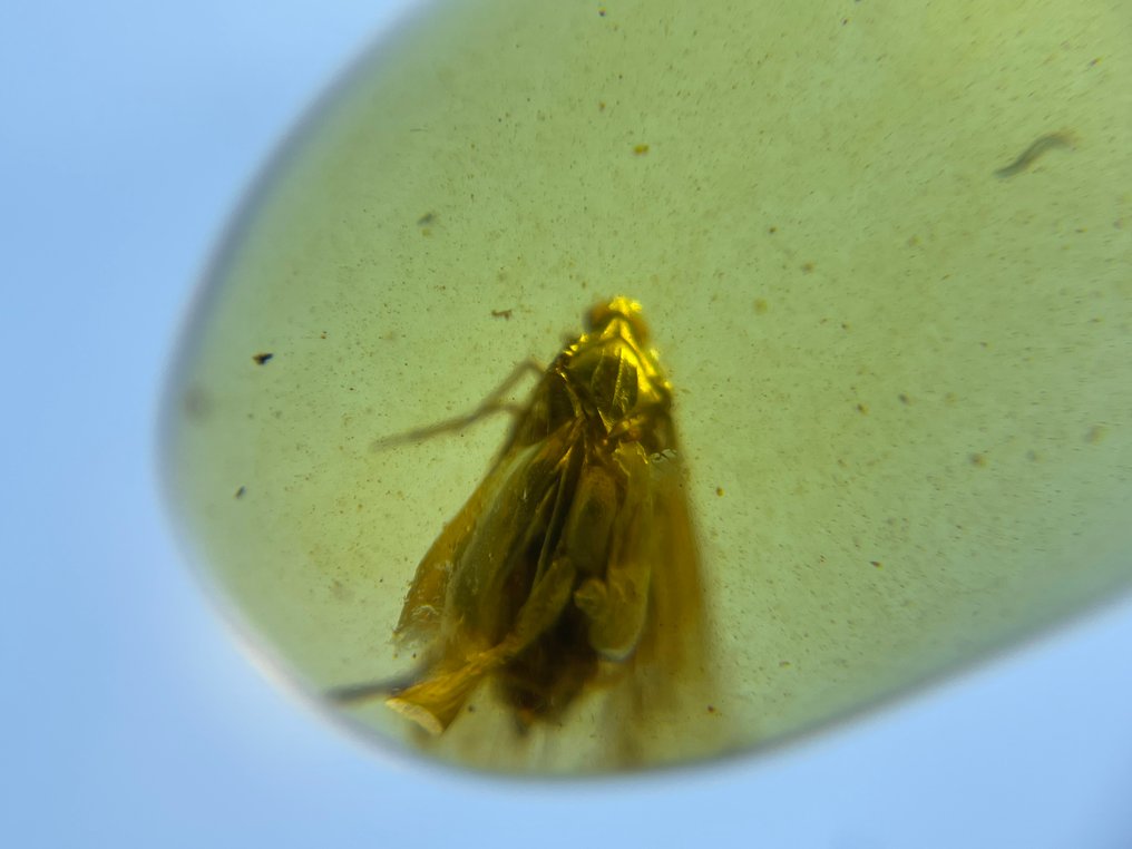 Chihlimbar - Chihlimbar - Cicadellidae, Burmese Amber, Insect Amber,044 (Fără preț de rezervă) #2.1