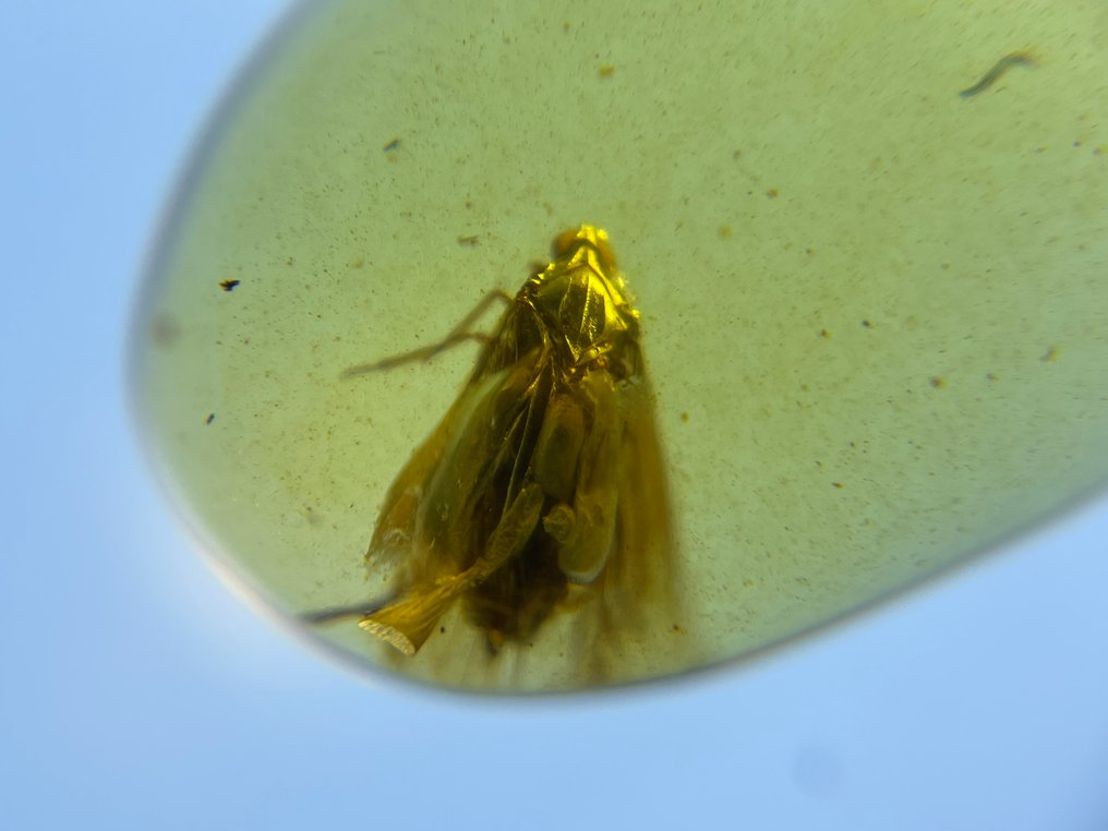 Chihlimbar - Chihlimbar - Cicadellidae, Burmese Amber, Insect Amber,044 (Fără preț de rezervă) #1.0