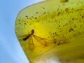 Amber - Barnsteen - Isoptera, Burmese Amber, Insect Amber,037 (Zonder Minimumprijs) #3.2