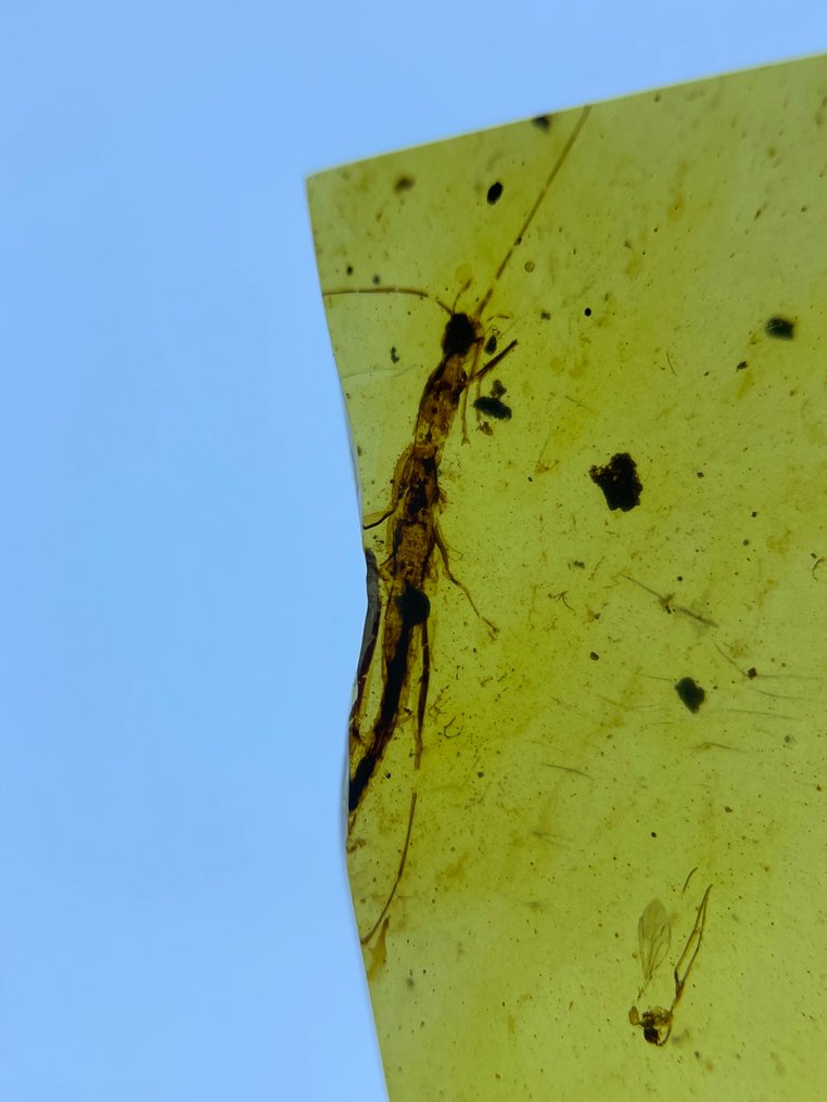 Rav - Rav - Phasmida, Burmese Amber, Insect Amber,028  (Ingen mindstepris) #4.3