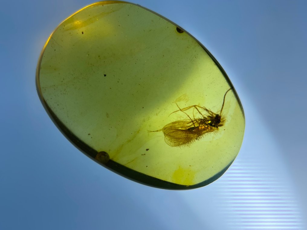 Rav - Rav - Trichoptera, Burmese Amber, Insect Amber,006  (Ingen mindstepris) #3.2