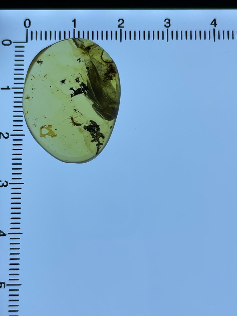 Chihlimbar - Chihlimbar - Dermaptera, Burmese Amber, Insect Amber,034 (Fără preț de rezervă) #1.0